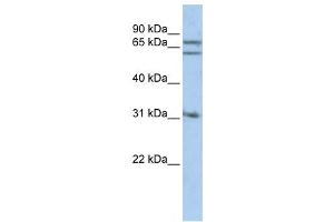Western Blotting (WB) image for anti-Gephyrin (GPHN) antibody (ABIN2459505) (Gephyrin Antikörper)