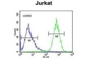 Flow cytometric analysis of Jurkat cells (right histogram) compared to a negative control cell (left histogram) using PRRG3  Antibody , followed by FITC-conjugated goat-anti-rabbit secondary antibodies. (PRRG3 Antikörper  (Middle Region))