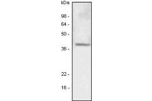 Western Blotting (WB) image for anti-Lymphatic Vessel Endothelial Hyaluronan Receptor 1 (LYVE1) (AA 25-235) antibody (ABIN6245741) (LYVE1 Antikörper  (AA 25-235))