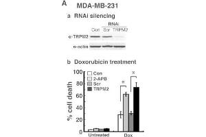 Western Blotting (WB) image for anti-Actin, beta (ACTB) (AA 350-375) antibody (ABIN129657)