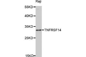 Western blot analysis of extracts of Raji cells, using TNFRSF14 antibody (ABIN5971020) at 1/1000 dilution. (HVEM Antikörper)