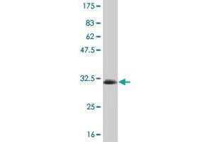 Western Blot detection against Immunogen (33. (SGK2 Antikörper  (AA 293-367))