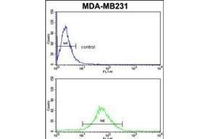FMO3 Antibody (N-term) (ABIN390888 and ABIN2841098) flow cytometric analysis of MDA-M cells (bottom histogram) compared to a negative control cell (top histogram). (FMO3 Antikörper  (N-Term))