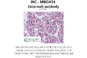 Image no. 2 for anti-Membrane Bound O-Acyltransferase Domain Containing 4 (MBOAT4) (Internal Region) antibody (ABIN1736801) (MBOAT4 Antikörper  (Internal Region))