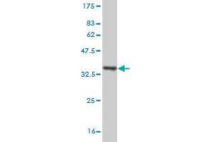 Western Blot detection against Immunogen (30. (CXCR4 Antikörper  (AA 1-46))