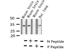 Western blot analysis of Phospho-S6 Ribosomal Protein (Ser235) expression in various lysates (RPS6 Antikörper  (pSer235))
