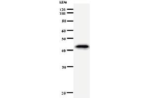 Western Blotting (WB) image for anti-Hematopoietically Expressed Homeobox (HHEX) antibody (ABIN930926) (HHEX Antikörper)