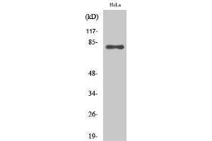 Western Blotting (WB) image for anti-Ezrin (EZR) (C-Term) antibody (ABIN3175041) (Ezrin Antikörper  (C-Term))