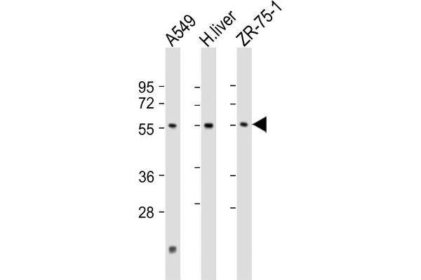 PM20D1 Antikörper  (AA 125-159)