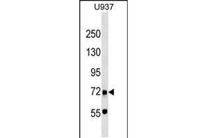 Western blot analysis in U937 cell line lysates (35ug/lane). (DMP1 Antikörper  (C-Term))