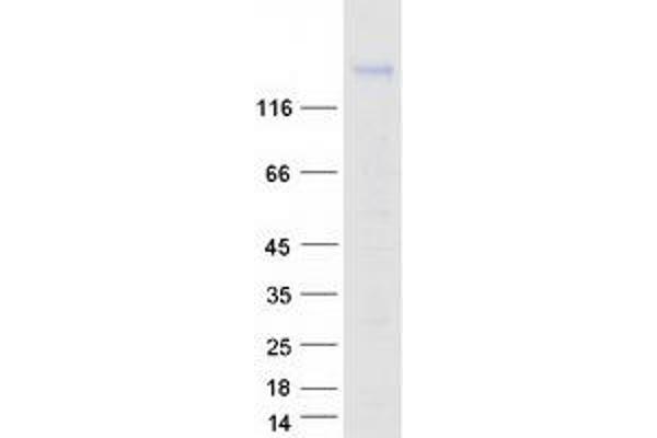 PCDH7 Protein (Transcript Variant D) (Myc-DYKDDDDK Tag)