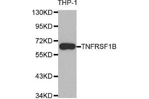 Western blot analysis of extracts of THP-1 cell line, using TNFRSF1B antibody. (TNFRSF1B Antikörper)