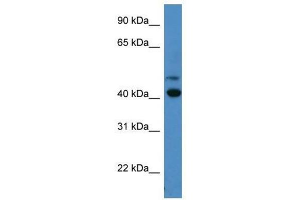 OPN1SW Antikörper  (C-Term)