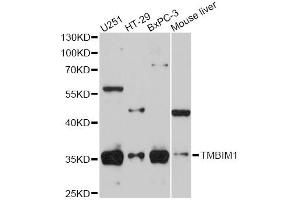 Western blot analysis of extracts of various cell lines, using RECS1 antibody (ABIN5974814) at 1/1000 dilution. (TMBIM1 Antikörper)