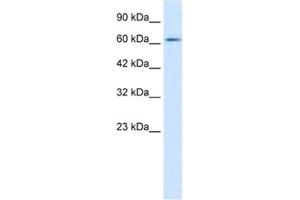 Western Blotting (WB) image for anti-FLJ12644 antibody (ABIN2461267) (FLJ12644 Antikörper)