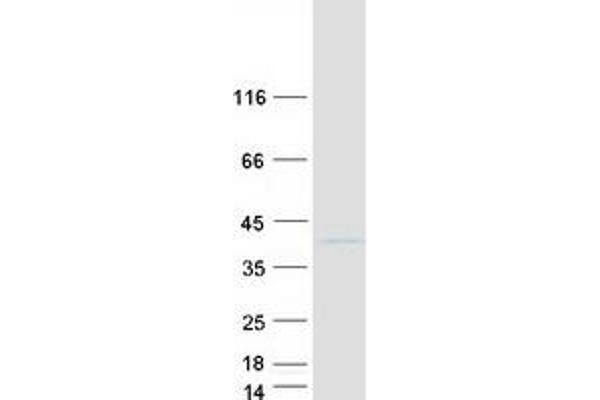 TCEAL2 Protein (Myc-DYKDDDDK Tag)