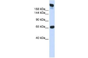 SI antibody used at 1 ug/ml to detect target protein. (SI Antikörper)