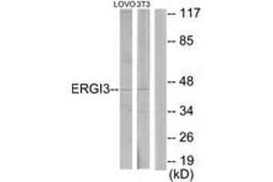 Western blot analysis of extracts from LOVO/NIH-3T3 cells, using ERGI3 Antibody. (ERGIC3 Antikörper  (AA 321-370))