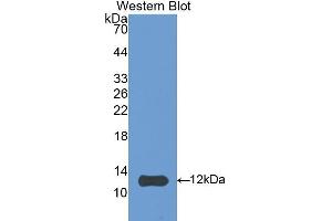 Detection of Recombinant HSP10, Mouse using Polyclonal Antibody to Heat Shock 10 kDa Protein 1 (HSP10) (HSPE1 Antikörper  (AA 2-102))