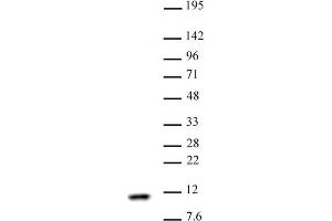Histone H4 antibody (pAb) tested by Western blot Nuclear extract of HeLa cells (30 µg) probed with Histone H4 antibody (1:1,000). (Histone H4 Antikörper)