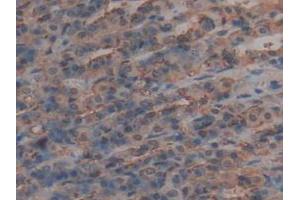 IHC-P analysis of Rat Intestine Tissue, with DAB staining. (AMH Antikörper  (AA 447-553))