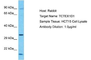 Host: Rabbit Target Name: TCTEX1D1 Sample Tissue: Human HCT15 Whole Cell  Antibody Dilution: 1ug/ml (TCTEX1D1 Antikörper  (N-Term))