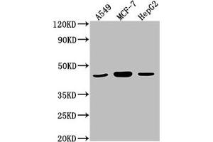 Western Blot Positive WB detected in: A549 whole cell lysate, MCF-7 whole cell lysate, HepG2 whole cell lysate All lanes: MAPK14 antibody at 1:2000 Secondary Goat polyclonal to rabbit IgG at 1/50000 dilution Predicted band size: 42, 35, 36, 30 kDa Observed band size: 42 kDa (MAPK14 Antikörper  (AA 2-258))