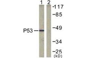 Western blot analysis of extracts from COS7 cells, treated with TSA 400nM 24h, using p53 (Ab-317) Antibody. (p53 Antikörper  (AA 283-332))