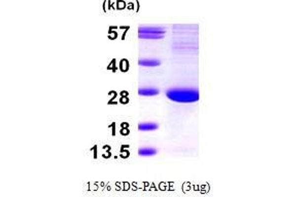 Translin Protein (TSN) (AA 1-228)