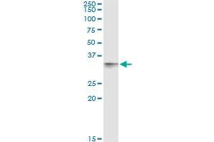 Immunoprecipitation of CD80 transfected lysate using anti-CD80 monoclonal antibody and Protein A Magnetic Bead , and immunoblotted with CD80 MaxPab rabbit polyclonal antibody. (CD80 Antikörper  (AA 1-288))