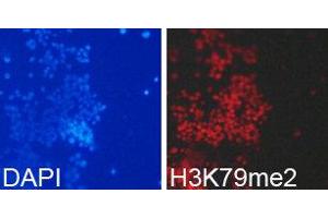 Immunofluorescence (IF) image for anti-Histone 3 (H3) (H3K79me2) antibody (ABIN1873007) (Histone 3 Antikörper  (H3K79me2))