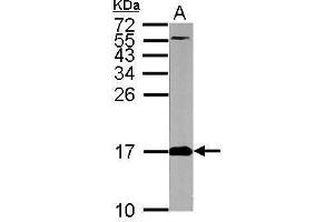 Western Blotting (WB) image for anti-Fission 1 (FIS1) (full length) antibody (ABIN2856782)