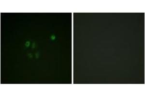 Immunofluorescence (IF) image for anti-Checkpoint Kinase 1 (CHEK1) (AA 271-320) antibody (ABIN2888805) (CHEK1 Antikörper  (AA 271-320))