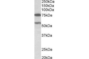 ABIN2564734 (0. (PRODH Antikörper  (AA 112-134))