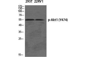 Western Blot (WB) analysis of specific cells using Phospho-Akt1 (Y474) Polyclonal Antibody. (AKT1 Antikörper  (pTyr474))