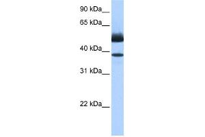WB Suggested Anti-LIPJ Antibody Titration: 0. (LIPJ Antikörper  (C-Term))