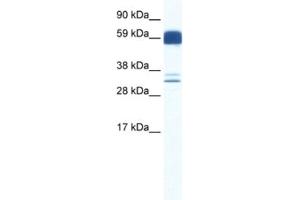 Western Blotting (WB) image for anti-Z Ion Channel 5 antibody (ABIN2460780) (Z Ion Channel 5 Antikörper)