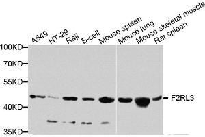 Western blot analysis of extracts of various cell lines, using F2RL3 antibody. (F2RL3 Antikörper)