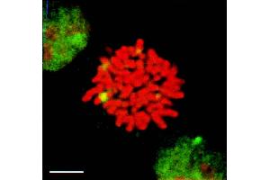 HSF1 granules present in heat-shocked mitotic cells (green) detected by IF in mitotic heat shocked HeLa cells. (HSF1 Antikörper  (AA 378-395) (Atto 488))