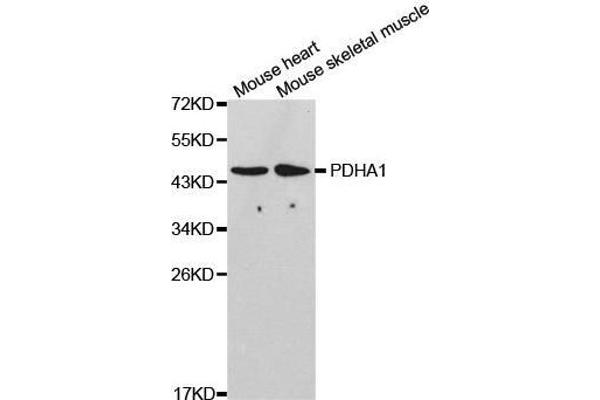 PDHA1 Antikörper  (AA 30-390)