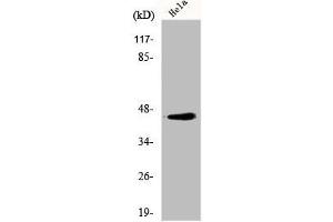 Western Blot analysis of HeLa cells using Elk-1 Polyclonal Antibody (ELK1 Antikörper  (N-Term))