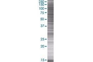 PLOD3 transfected lysate. (PLOD3 293T Cell Transient Overexpression Lysate(Denatured))