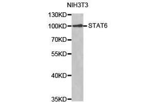 Western Blotting (WB) image for anti-Signal Transducer and Activator of Transcription 6, Interleukin-4 Induced (STAT6) antibody (ABIN1874972) (STAT6 Antikörper)