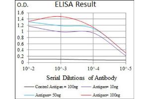 Red: Control Antigen (100ng) ; Purple: Antigen (10ng) ; Green: Antigen (50ng) ; Blue: Antigen (100ng). (POU3F2 Antikörper  (AA 214-362))