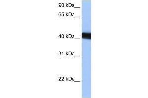 LOC653428 antibody used at 0. (LOC653428 Antikörper  (C-Term))