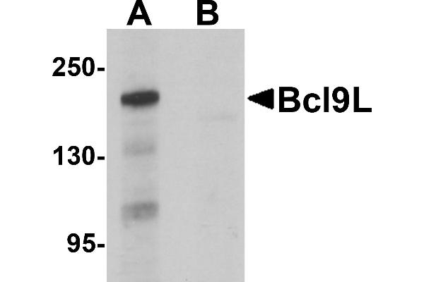 BCL9L Antikörper  (N-Term)