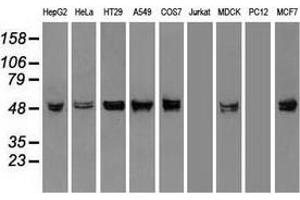 Western blot analysis of extracts (35 µg) from 9 different cell lines by using anti-KRT8 monoclonal antibody. (KRT8 Antikörper  (AA 91-381))