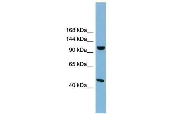 SMG8 Antikörper  (Middle Region)