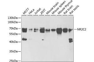 Western blot analysis of extracts of various cell lines, using NR2C2 antibody (ABIN6128390, ABIN6144811, ABIN6144812 and ABIN6222061) at 1:1000 dilution. (TR4 Antikörper  (AA 240-380))