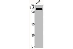 Western Blot analysis of K562 cells using GCP3 Polyclonal Antibody (TUBGCP3 Antikörper  (Internal Region))